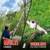 Pole Saw Gas Powered, 16-Foot Reach 42.7CC 2-Cycle 10" Bar Cordless 4 thumbnail