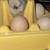 Silkie chicks 2 thumbnail