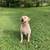 Rehoming 3 yr old male Labrador 5 thumbnail