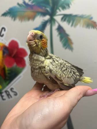 Cockatiels babies (Newport News)63882831993731120