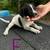 Free pup pies 4 thumbnail