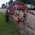 9 wheel inline rake 4 thumbnail