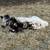 Beef Bull Calves 3 thumbnail