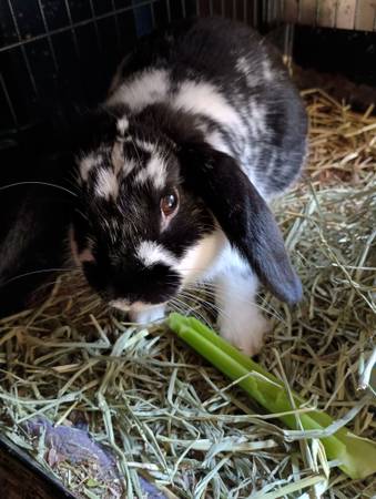 Small lop ear male rabbit 1