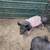 Roaster Pigs 1 thumbnail