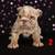 English Bulldog Puppies $1500 5 thumbnail