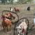 Mixed Spanish and boar goats 3 nannies and 2 males 8 thumbnail