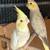 Cockatiels 2 thumbnail