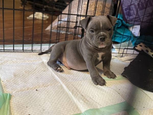 Bully pup63937540307330122