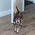 Handsome Chihuahua looking for new home 5 thumbnail