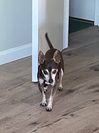 Chihuahua guapo buscando nuevo hogar (concord / pleasant hill / martinez)63836591871107124