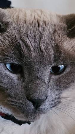 Gato perdido recompensa de 1000,00 (lancaster)63621103427715123