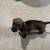 Mini dauchund 3 thumbnail