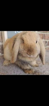 Holland Lop Doe 1