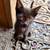 Two black kittens 4 thumbnail