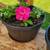 Flower plants 1 thumbnail