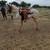 Perlino solid stallion 2 thumbnail