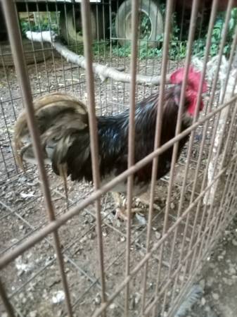 Rooster 1
