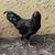 Bantam Rooster 1 thumbnail