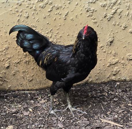 Bantam Rooster 1
