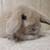 Holland lop rabbit 2 thumbnail