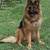 German Shepherds 1 thumbnail