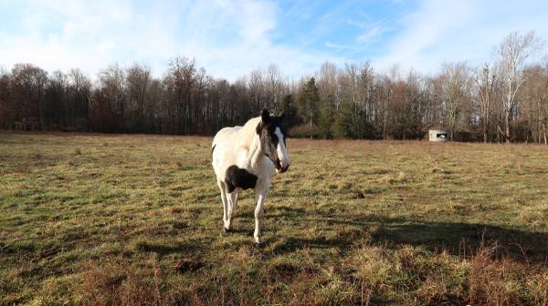 PAINT MARE (NEVER BREED)  BLACK & WHITE)AROUND 16 YEARS OLD YEARS OLD 1