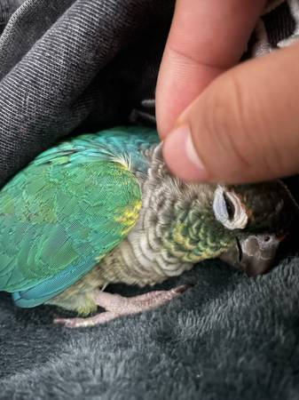 Turqouise Green cheek conure (National City)64038278805249123
