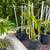 Assorted Dragon Fruit Trees 3 thumbnail