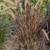 Fountain Grass 10 thumbnail