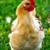 Roosters 4 thumbnail