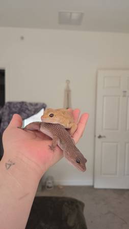 Leopard geckos 1