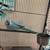 Rehoming: Indian Ringneck Parrot (Male, 1 Year Old) 1 thumbnail
