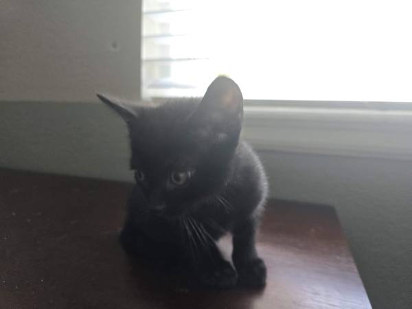 Kitten to be adopted (Arvada)63963639495299124