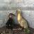 Ducklings! 3 thumbnail