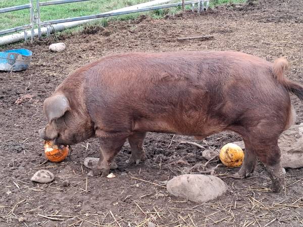Duroc boar 1 year old 1