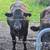 Steers 1 thumbnail