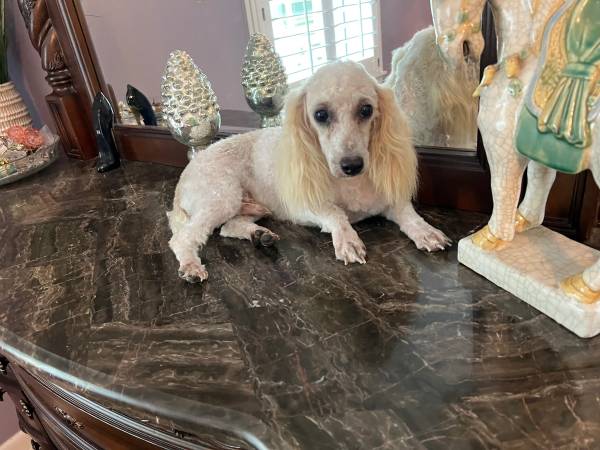 Mini poodle494490332682659840