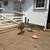 Emu Chicks For Sale In Pennsylvania 5 thumbnail