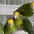 Amazon yellow head parrots 16 thumbnail