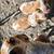 1 year old beagle 7 thumbnail