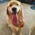 Golden retriever 5 thumbnail