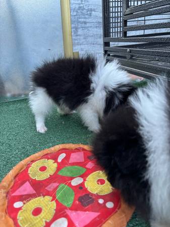Pomeranian pupp!es 1