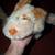 collectable PLUSH STUFFED ANIMAL child toy LOT Precious Moments TY 10 thumbnail