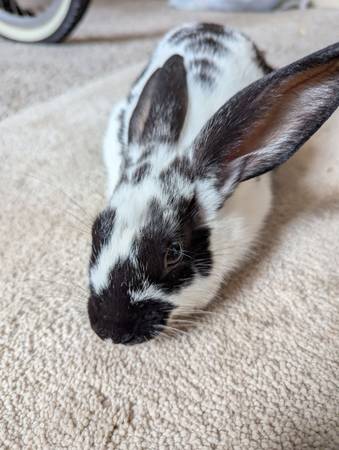 4-Month-Old Spotted Rabbit (Omaha)63670824387459121
