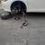 FREE OIL CHANGES W/ FRONT & REAR PADS REPLACEMENT brakes $39 mechanic 13 thumbnail