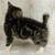 Manx male kitten 3 thumbnail
