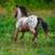 POA leopard appy 1 thumbnail