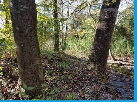 The canvas to paint your future residence in Perquimans County! 1