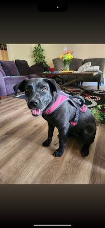 Missing dog 1